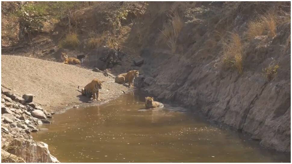 Watch: Tigers at Ranthambhore National Park enjoy their day in natural water pool