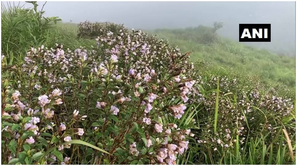 Idukki&#039;s Shantanpara Shalom Hills blossom with Neelanurinkji flowers after 12 years