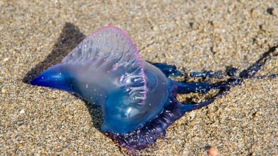 Beautiful and poisonous, blue bottle jellyfish surfaces in Mumbai