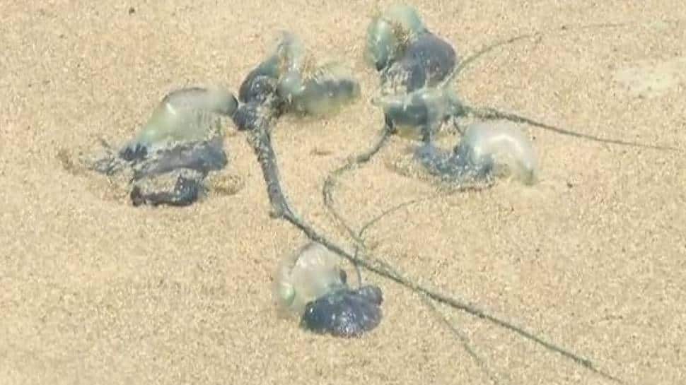 Blue bottle jellyfish get stuck in sand and die Blue bottle jellyfish get stuck in sand and die