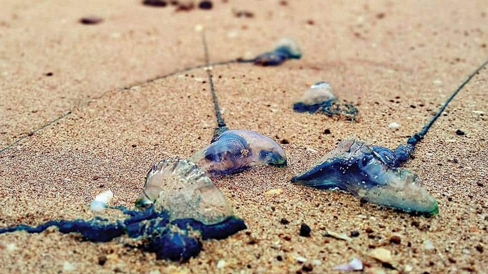 blue bottle jellyfish on beach