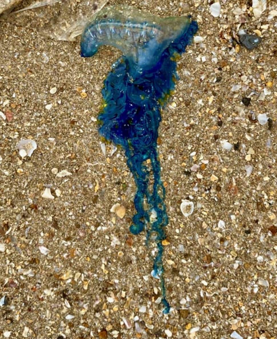 Beautiful and poisonous, blue bottle jellyfish surfaces in Mumbai