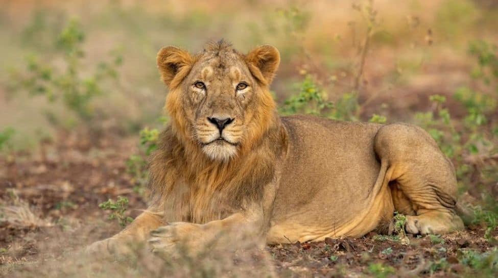 Global lion population is incredibly small