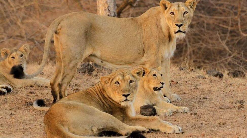 Lions roar together