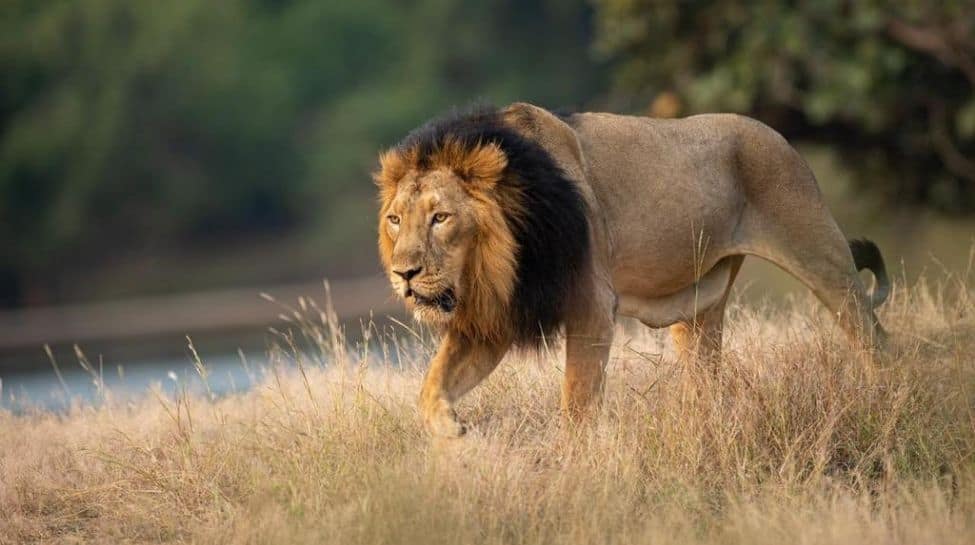 Lions’ manes are significant