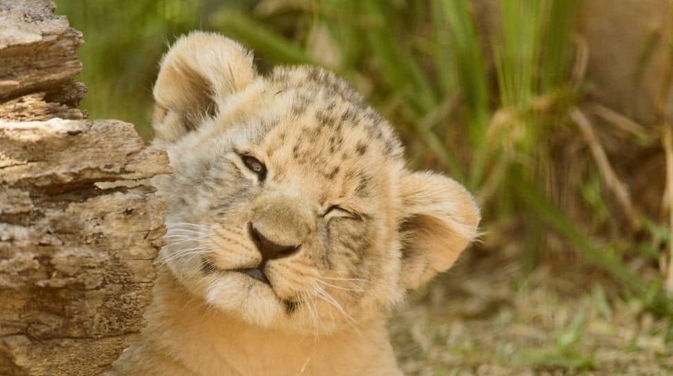 Lion cubs can be spotted