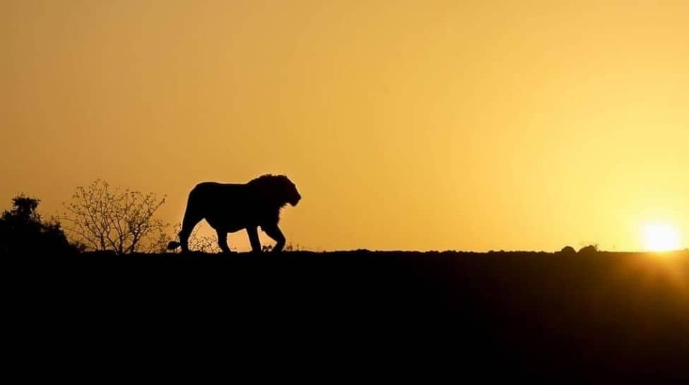 Majority of the lion population resides in Africa