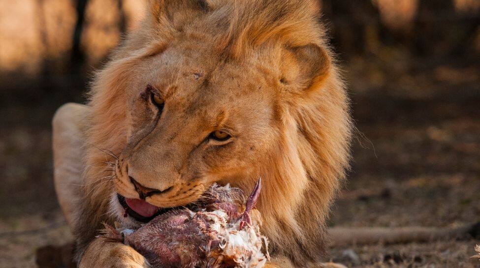 Lions are heavy eaters
