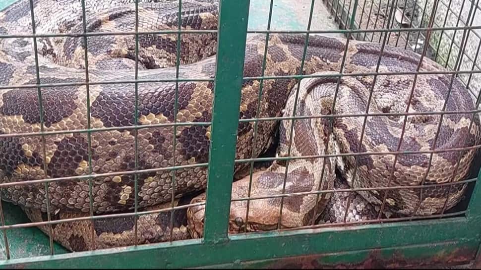 10 ft-long python falls sick after swallowing monkey, rescued by wildlife officials