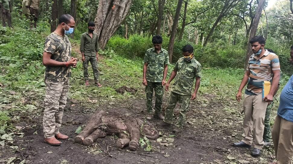 Three animals found dead in two days at Tamil Nadu’s Mudumalai Tiger Reserve