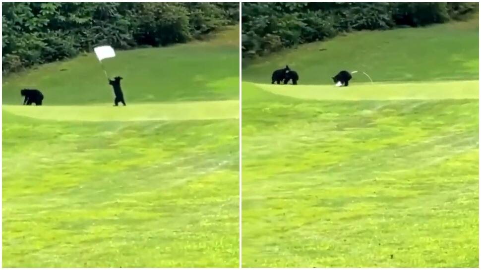 Tough day at work? THIS video of cute baby bears will make you smile- Watch