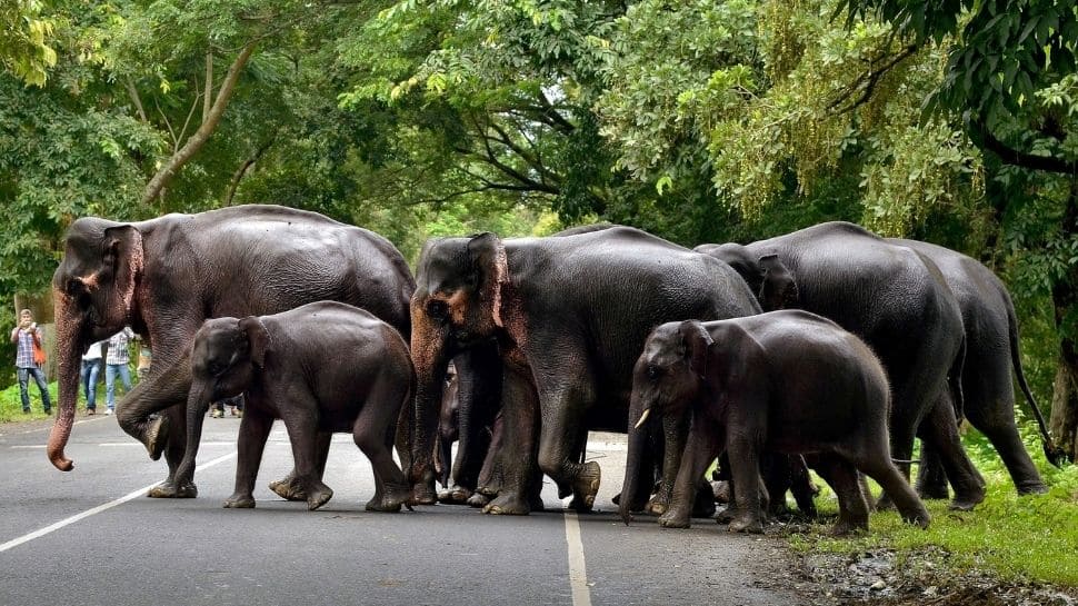 Asian elephants are 'endangered' species 