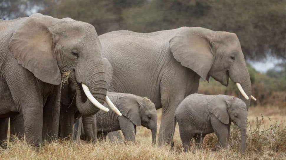 Environment Minister Bhupender Yadav speaks on World Elephant Day