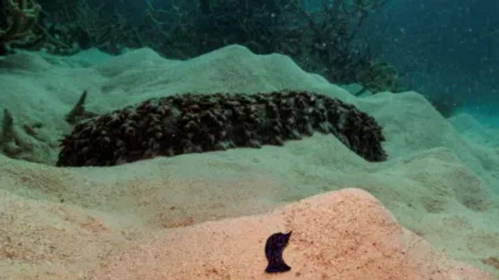 Sea cucumber smuggling case: ED conducts search operation at kingpin’s premises in Tamil Nadu