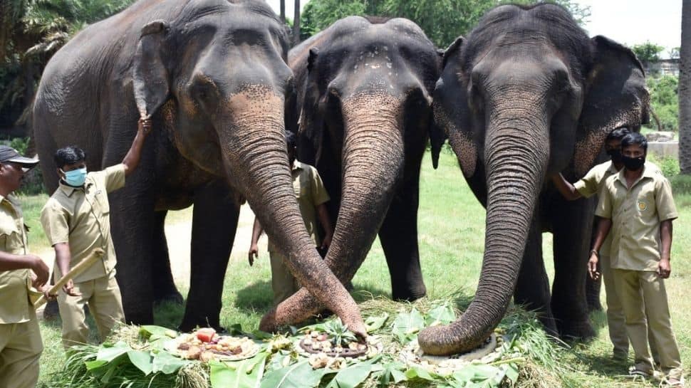 World Elephant Day: Pachyderms in Delhi, Hyderabad zoos had a feast day!