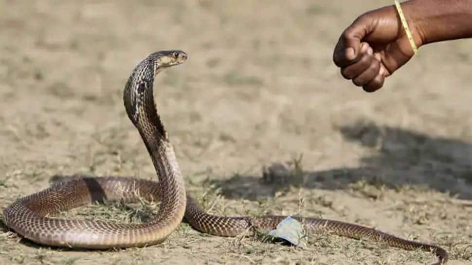 Jaani Dushman reloaded! Man bites snake in revenge, it dies