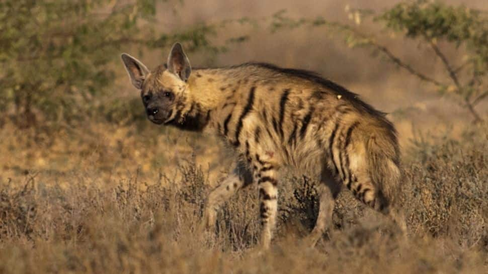 Striped Hyena spotted in Corbett National Park after 5 years, authorities call it a ‘good sign’