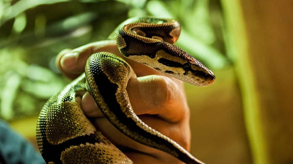 Bizarre! Singapore woman makes SOS call after suspecting hissing cobra in bedroom, turns out to be an electric toothbrush