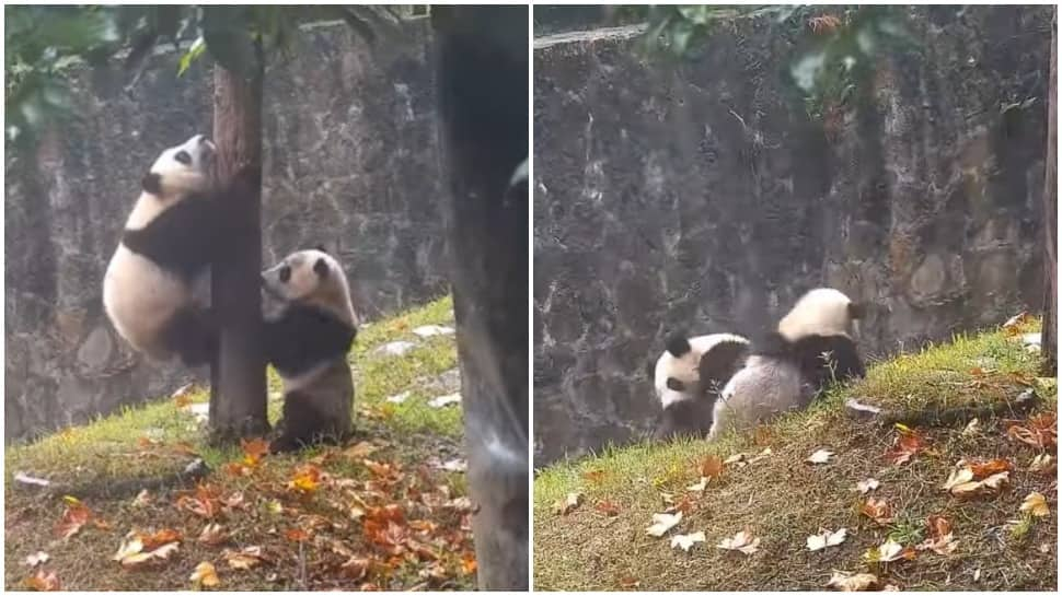 Baby pandas fight to climb tree, curious what happened next? Watch here