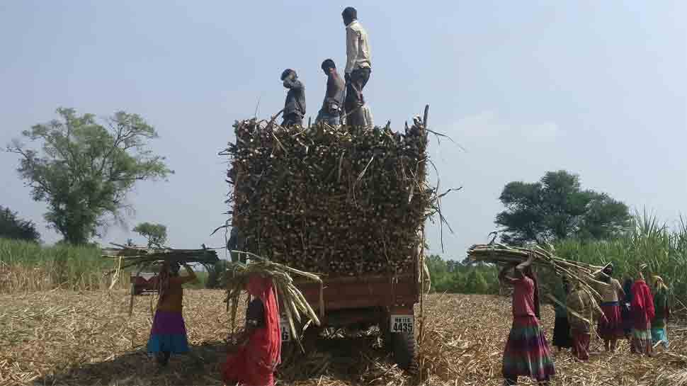 Purvanchal catching up with Western UP in sugarcane production