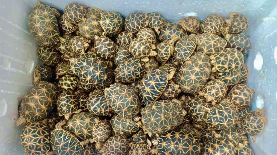 Over 2200 endangered tortoises rescued from Thailand-bound cargo at Chennai airport