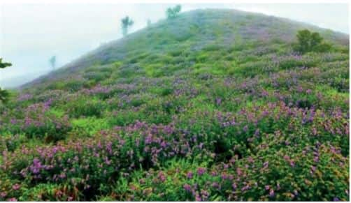 Neelakurinji flowers are flowers of love 