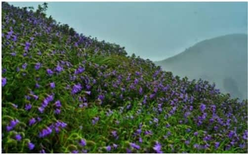 Neelakurinji flowers are nature's magic