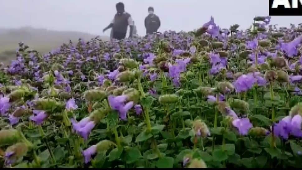 Neelakurinji flowers wow tourists