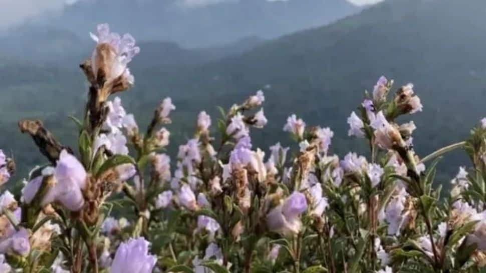 Neelakurinji blooms once in every 12 years