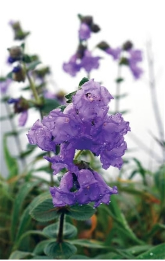 Neelakurinji flowers blossom in Karnataka