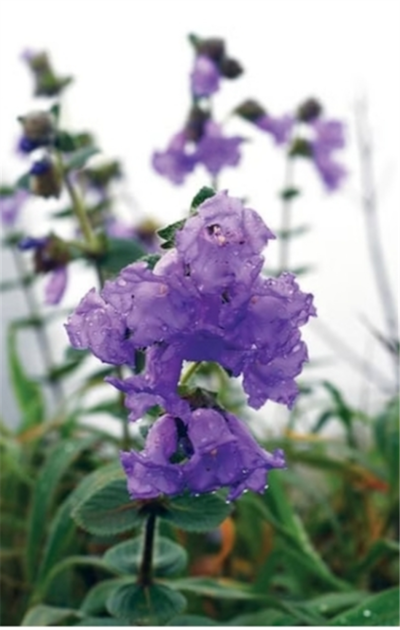 Neelakurinji flowers blossom in Karnataka