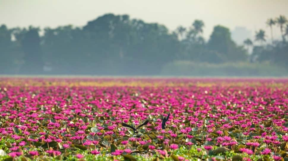 Kerala&#039;s Malarikkal paddy fields glow with pink lilies in full bloom: See breath-taking visuals