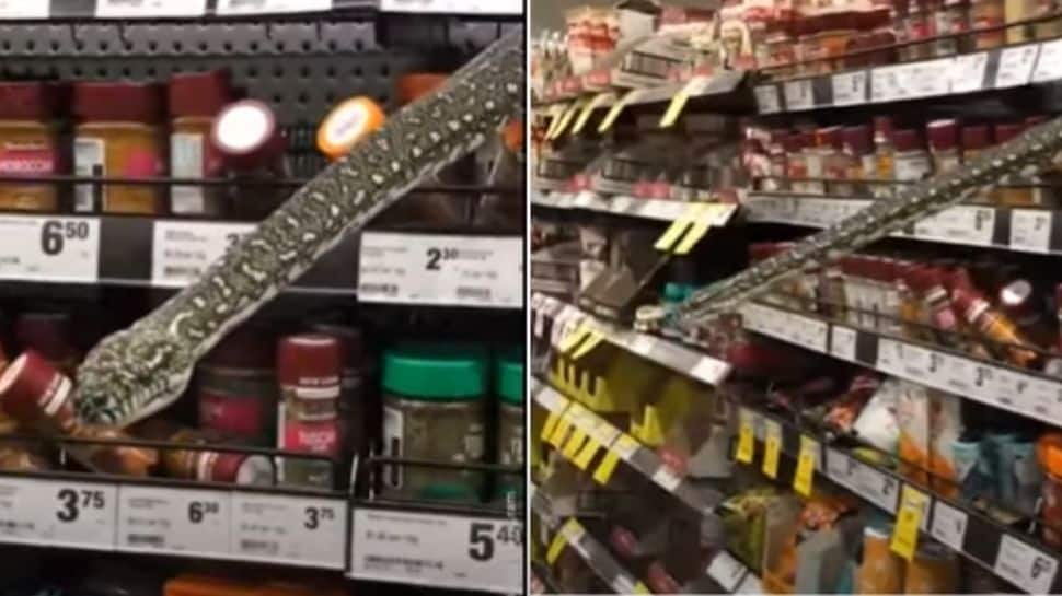 Python slithers through spice aisle in supermarket, leaves shoppers shocked- Watch