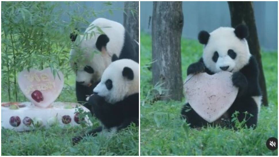 This baby panda&#039;s birthday celebration will beat your Monday blues -- Watch