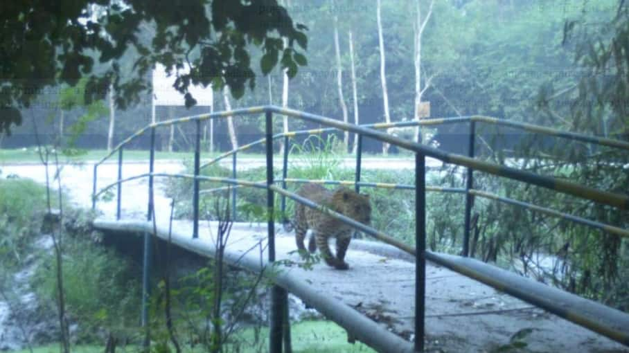 Leopard spotted in Greater Noida, Forest department launches search for the feline 