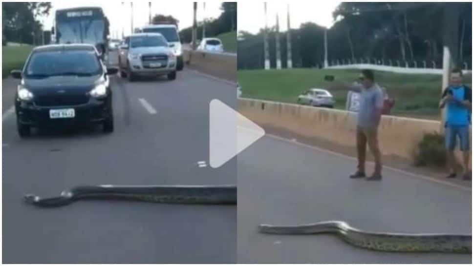 Viral video: Massive anaconda crosses highway in Brazil, video giving netizens jitters