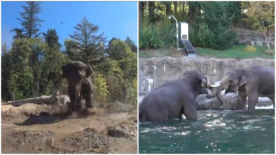 Elephant celebrates birthday playing in water and mud, adorable video will make your day - Watch