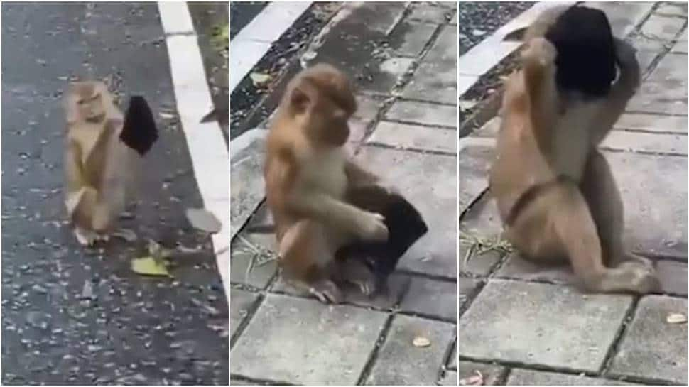 Smarter than humans! Monkey finds a mask, wears it, viral video leaves netizens in stitches - Watch