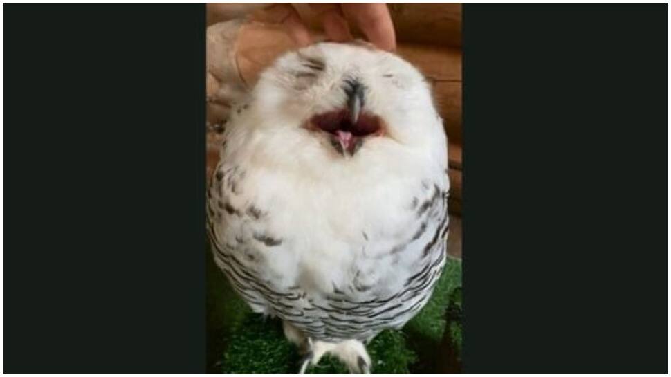 Viral video: Owl receives a face massage from its human partner, reaction will uplift your mood 