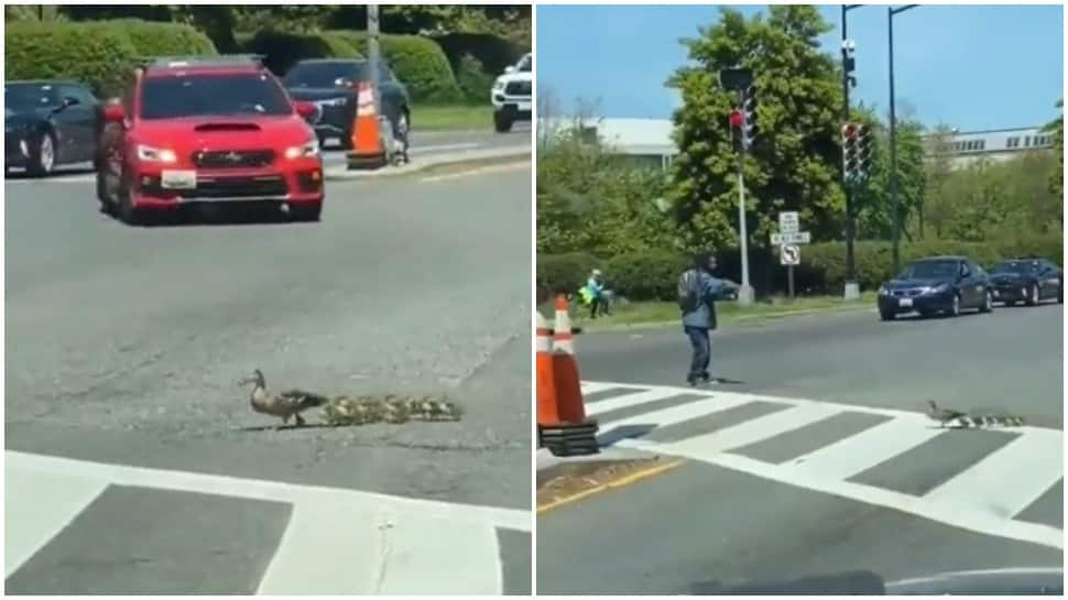 Man helps duck with little ducklings cross busy road, netizens laud his kindness--Watch