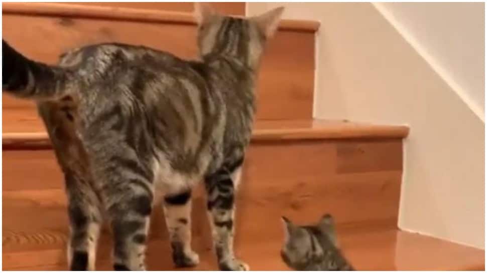 Adorable! Mommy cat teaches tiny kitten how to climb upstairs, watch video