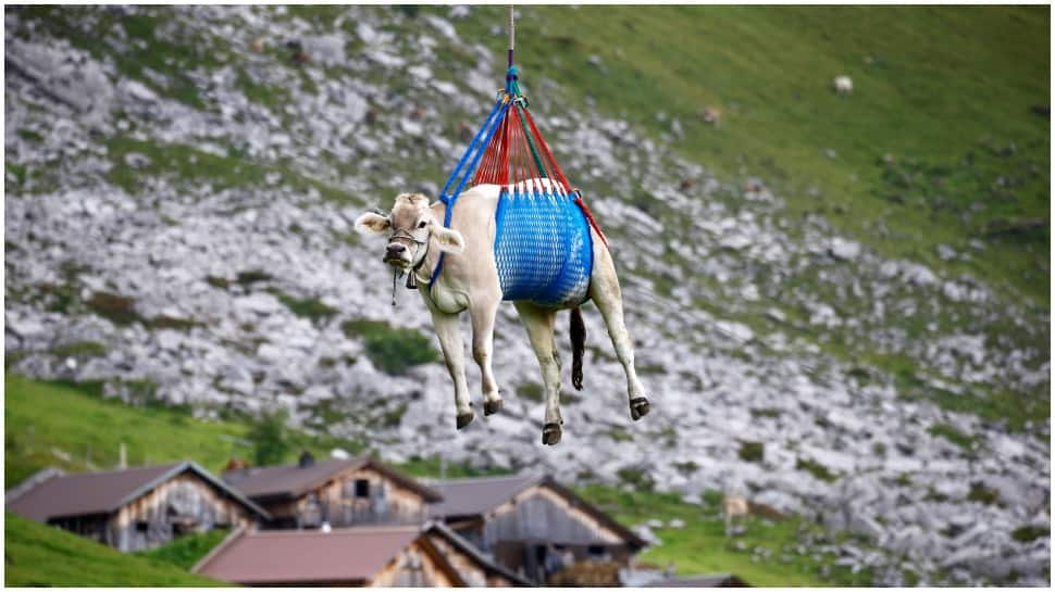 A dozen beasts got the lift to land near the Klausenpass mountain pass