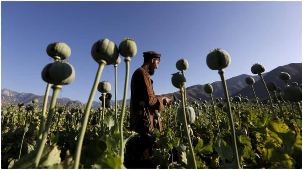 Taliban bans opium production in Afghanistan to portray &#039;good image&#039;
