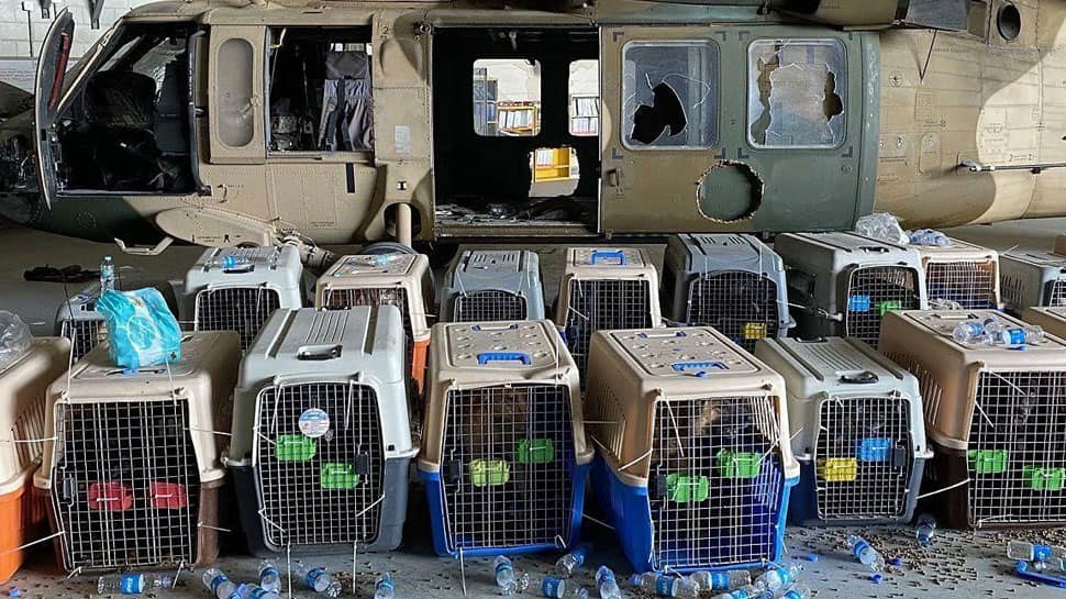 US military leaves behind dozens of service dogs in Afghanistan, animal welfare groups to evacuate them