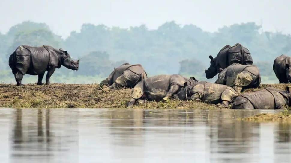 70 per cent of the forest has been submerged: Kaziranga National Park and Tiger Reserve authorities 