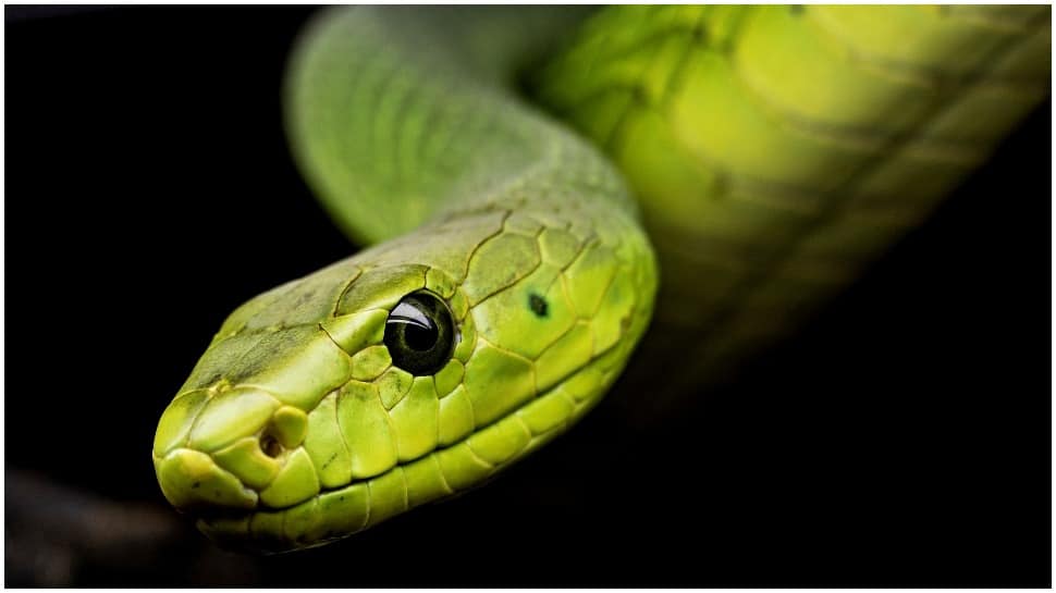Jararacussu pit viper, found in Brazil, can be the answer to Coronavirus, says study