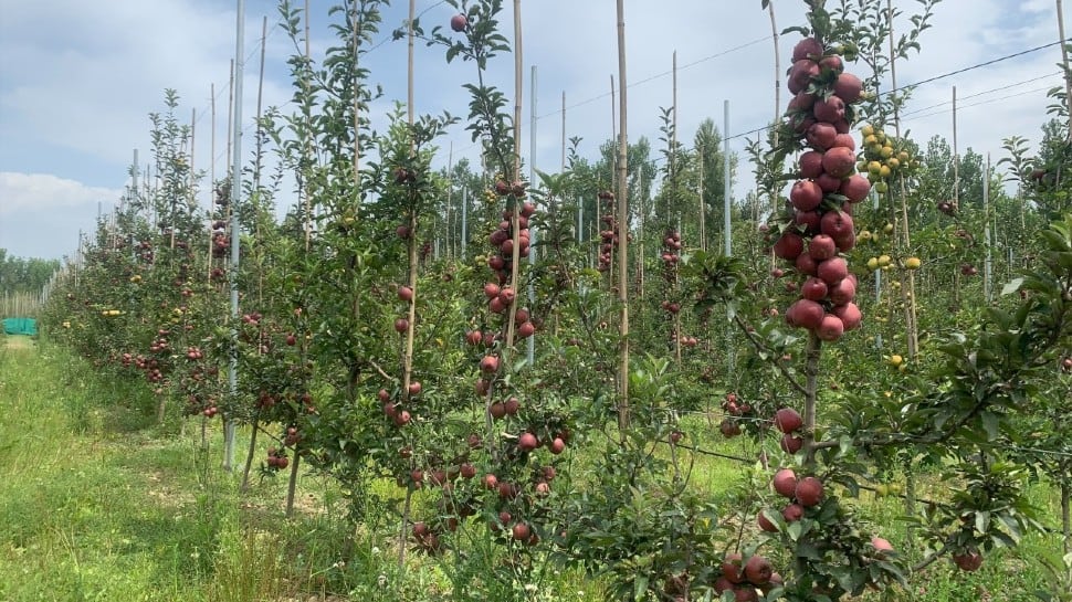 High-density apple orchards being set up to help farmers in Kashmir