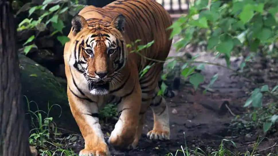 Jugle Safari: Tiger from Odisha&#039;s Nandankanan Zoo escapes, here&#039;s what happened next