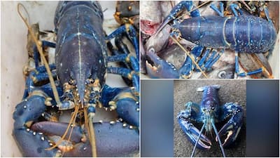 Rare blue lobster caught by Scottish fisherman