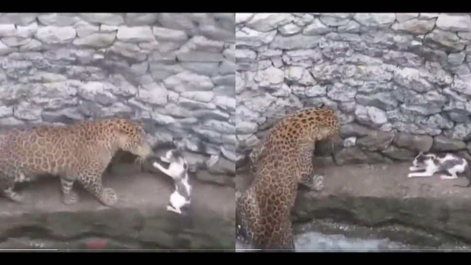 Leopard and cat&#039;s nail-biting fight video goes viral- Watch here